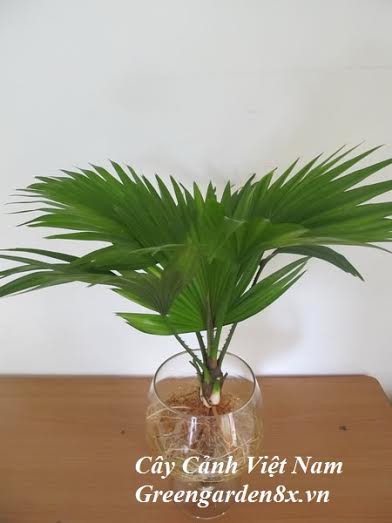 cây cọ cảnh