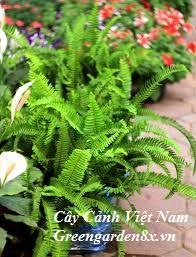 cây dương xỉ
