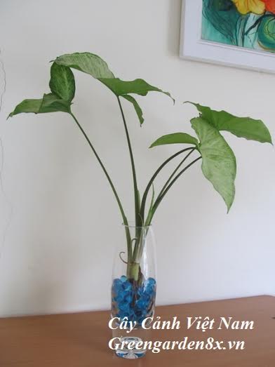Cây muống nhật MSP-TC0007