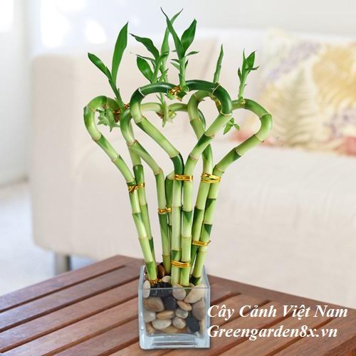 cây phát lộc