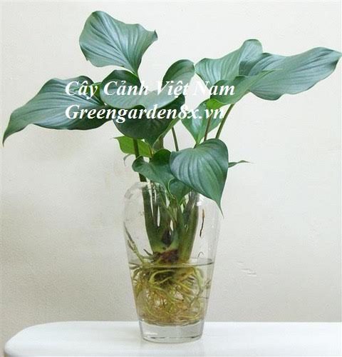 Cây thanh tâm