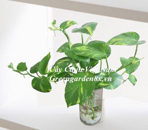 cây trầu bà lá đốm