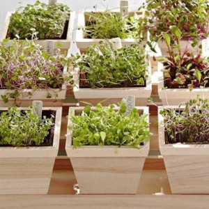 cách trồng rau mầm tại nhà