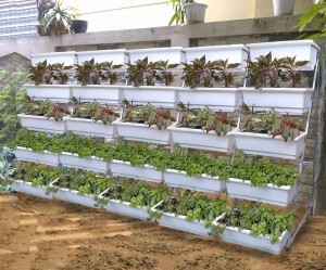 Cách trồng rau trên sân thượng