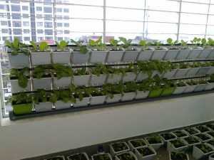 trồng rau sạch trên tường