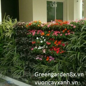 cách chăm sóc vườn thẳng đứng sau khi thi công hoàn thiện