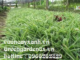 Cây lan bạch chỉ