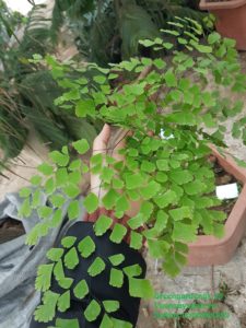 Cây tóc thần vệ nữ