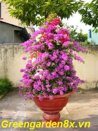 hoa giấy đỏ