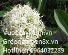 Hoa trang trắng