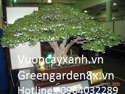 Cây mai chiếu thuỷ