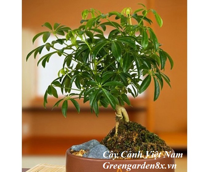 CÃ¢y ngÅ© gia bÃ¬