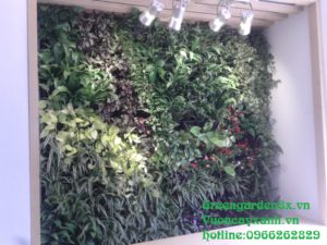 Các bước thi công vườn thẳng đứng