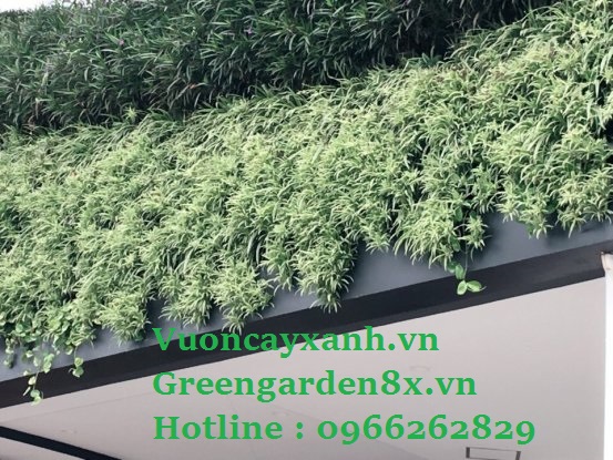 Cách chăm sóc cát tỉa vườn thẳng đứng
