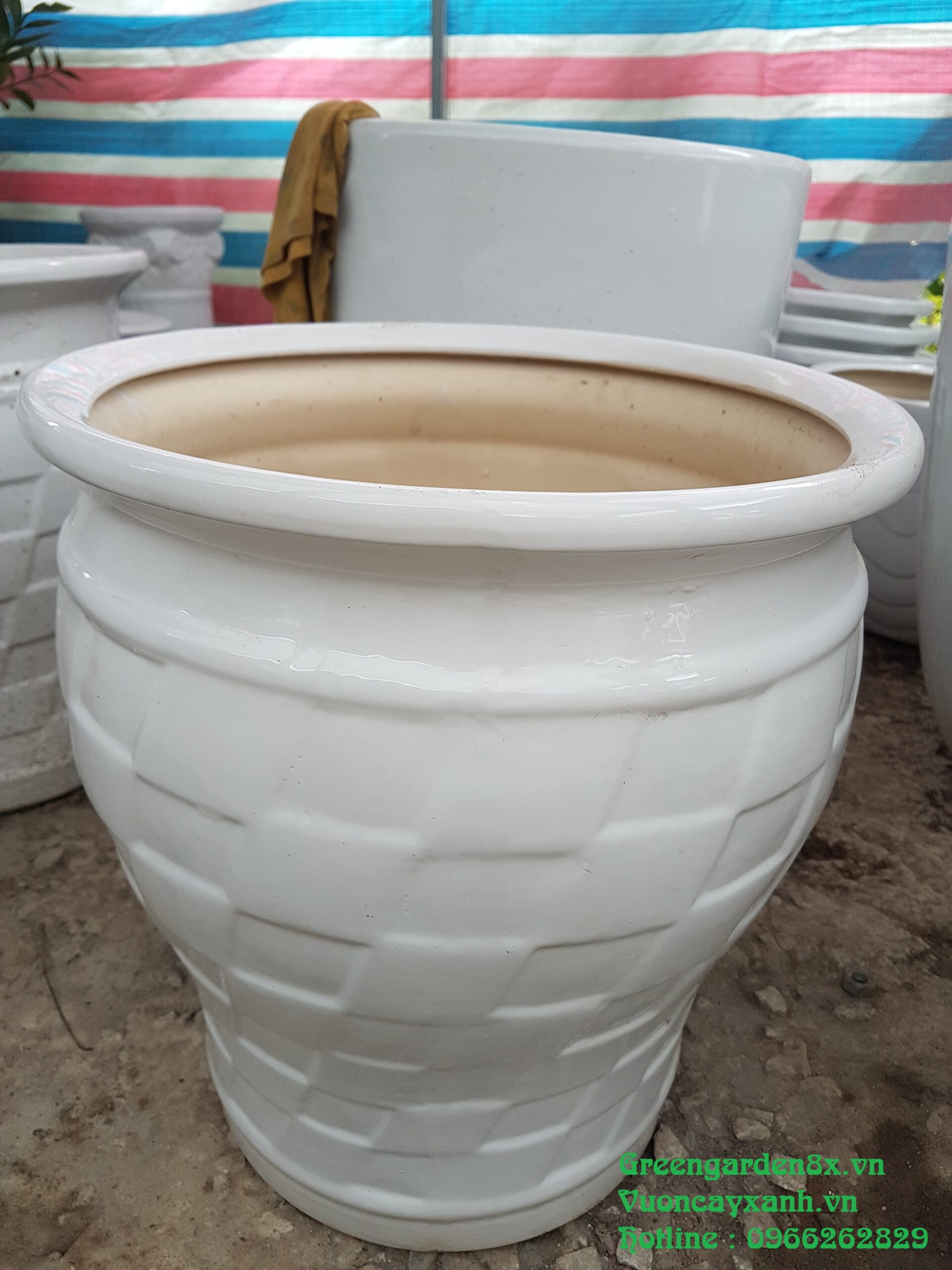 Chậu trám thấp