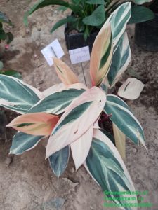 cây chuối hoàng yến