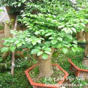 Cây hạnh phúc