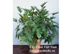 cây trầu bà tay phật