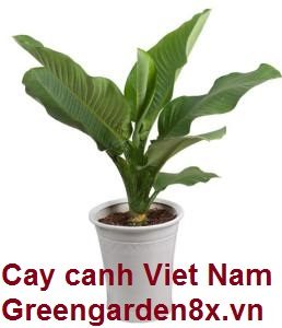 cây đại phú gia