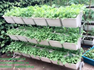 giá trồng rau sạch tại nhà