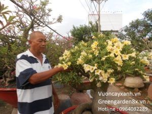 Hoa sứ vàng