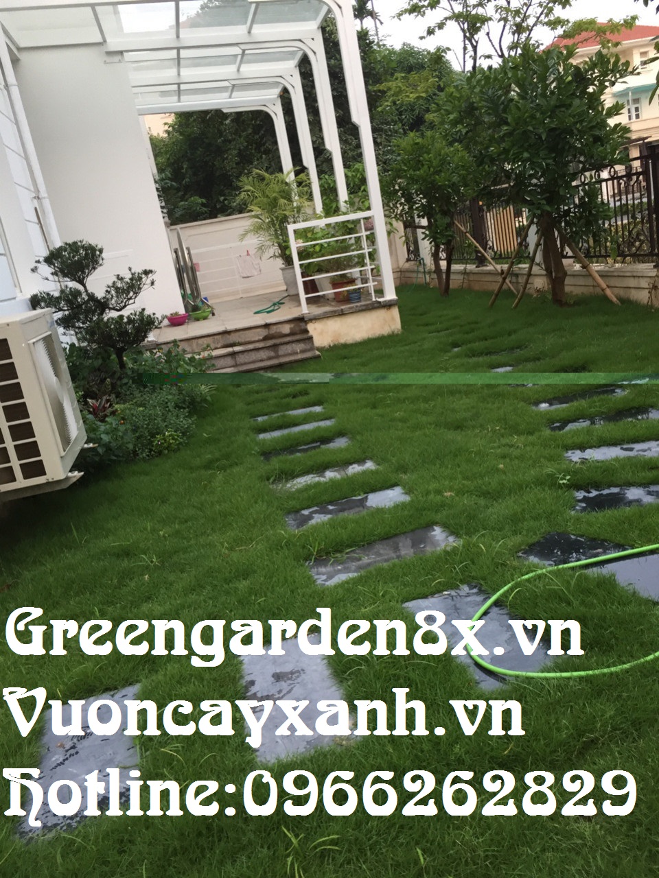 Hướng dẫn trồng cỏ nhung nhật