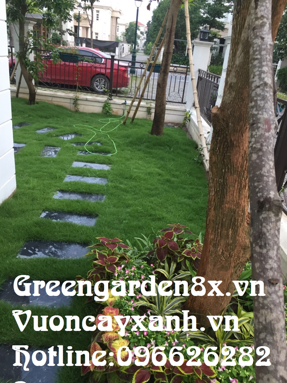 hướng dẫn trồng cỏ nhung, nhật