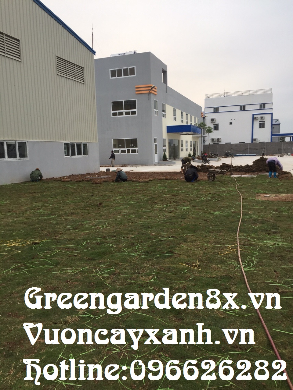 hướng dẫn trồng cỏ nhung ,nhật