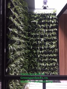 Thiết kế vườn thẳng đứng