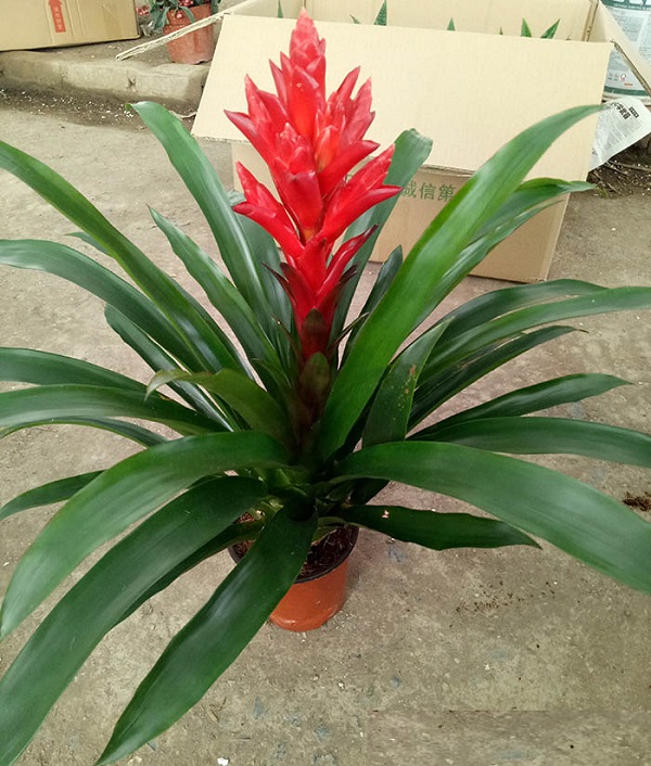 Cách chăm sóc cây lan đuốc đỏ