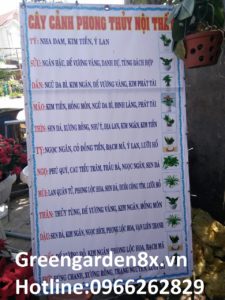 cây cảnh nội thất phong thủy
