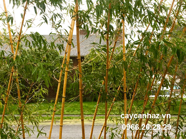 Cây trúc chỉ vàng
