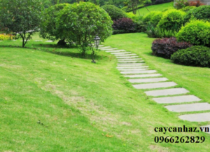 Bí quyết trồng và chăm sóc cỏ sân vườn