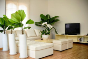 Những lưu ý về phong thủy khi trồng cây trong nhà