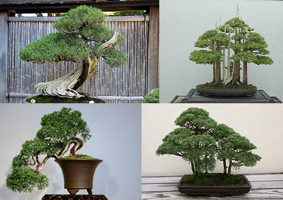Cây bách không nên trồng trong nhà