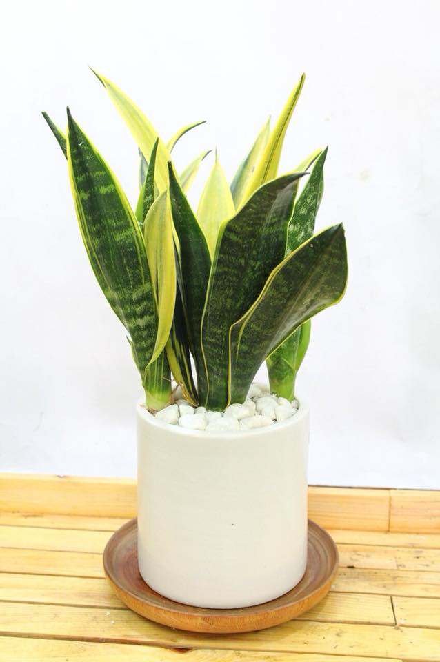 cây lưỡi hổ