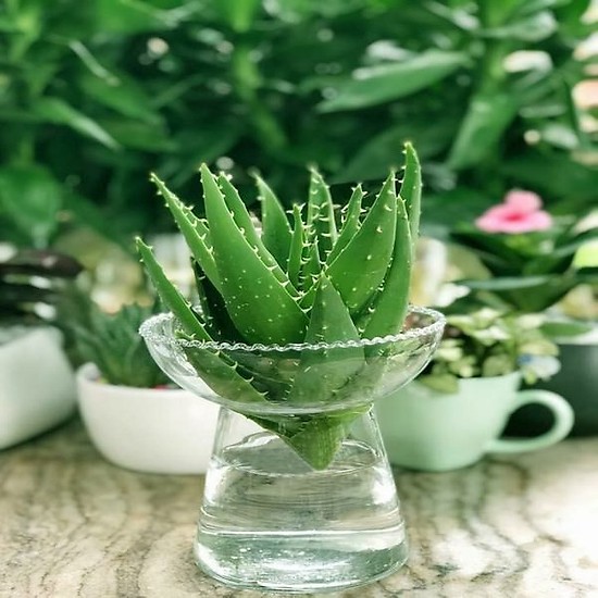 cây lô hội cảnh