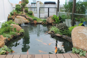 Thiết kế hồ cá koi