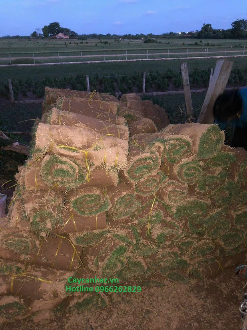 cung cấp cỏ nhung nhật