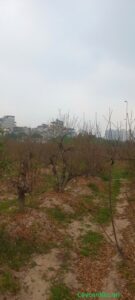 CÂY đào tại vườn
