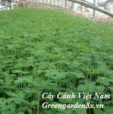 cây trùn ngây