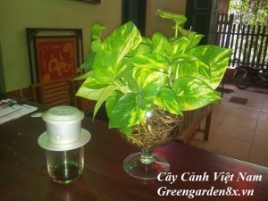 Cây trầu bà đốm MSP-TC0014